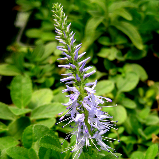 Veronica spicata 'Blue Cap'